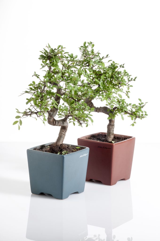 anlaids_coppia-bonsai